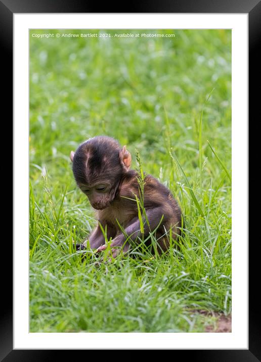 A baby Barbary Macaque looks for food. Framed Mounted Print by Andrew Bartlett
