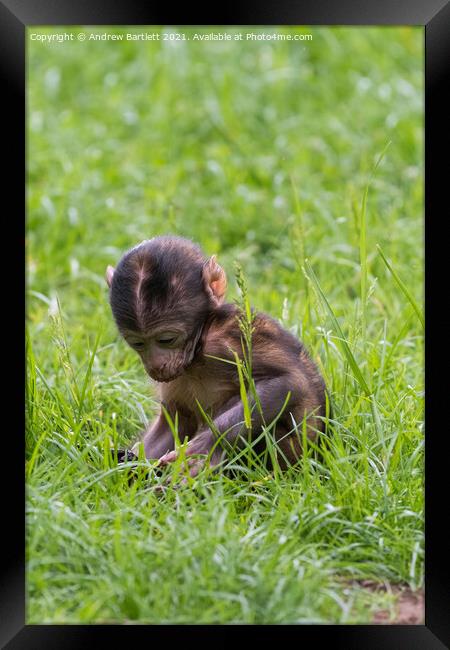 A baby Barbary Macaque looks for food. Framed Print by Andrew Bartlett