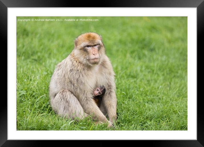 An adult and baby Barbary Macaque. Framed Mounted Print by Andrew Bartlett
