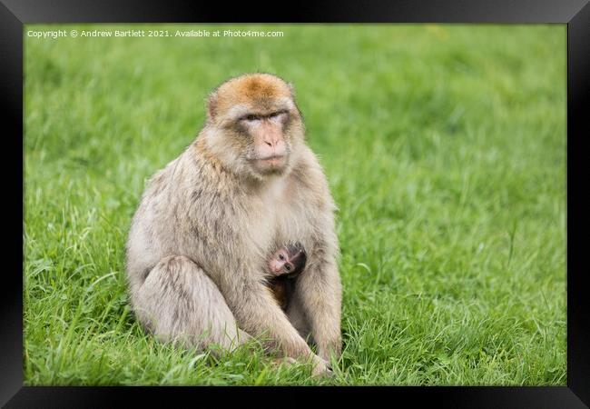 An adult and baby Barbary Macaque. Framed Print by Andrew Bartlett