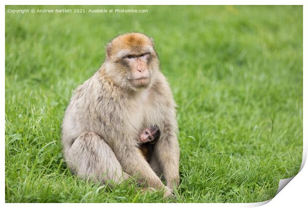An adult and baby Barbary Macaque. Print by Andrew Bartlett