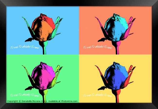 Four coloured rosebuds, boccioli di rosa colorati Framed Print by Donatella Piccone