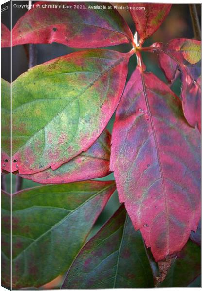 The Beauty Of Natures Colours Canvas Print by Christine Lake