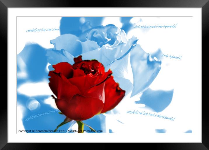 Red rose with blue petals, rosa rossa con petali blu Framed Mounted Print by Donatella Piccone
