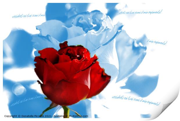 Red rose with blue petals, rosa rossa con petali blu Print by Donatella Piccone