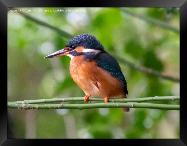Majestic Female Kingfisher Framed Print by tammy mellor
