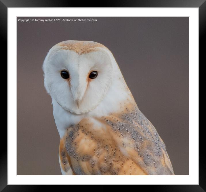 Majestic Barn Owl Portrait Framed Mounted Print by tammy mellor
