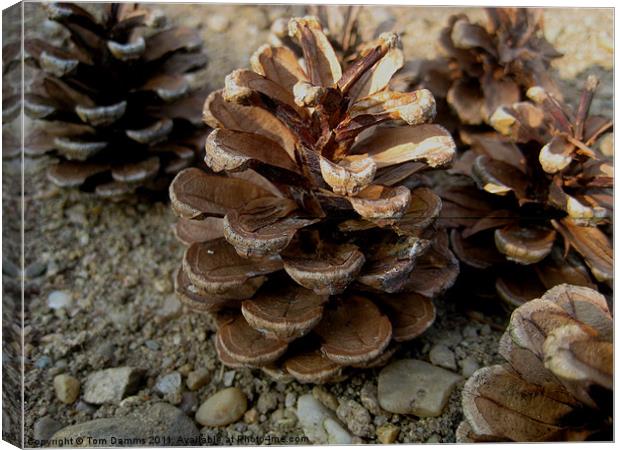 Pine Cones Canvas Print by Tom Damms
