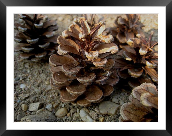 Pine Cones Framed Mounted Print by Tom Damms