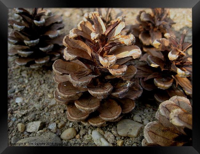 Pine Cones Framed Print by Tom Damms