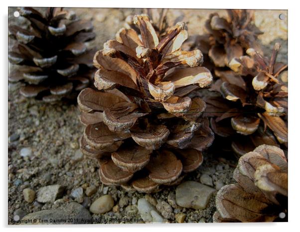 Pine Cones Acrylic by Tom Damms