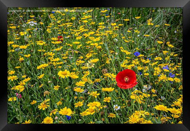 Vibrant Wildflower Meadow Framed Print by Derek Daniel