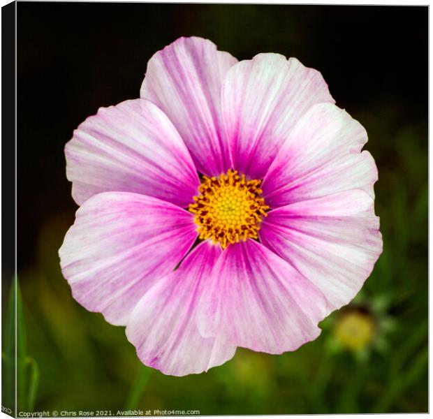 Pink cosmos Canvas Print by Chris Rose