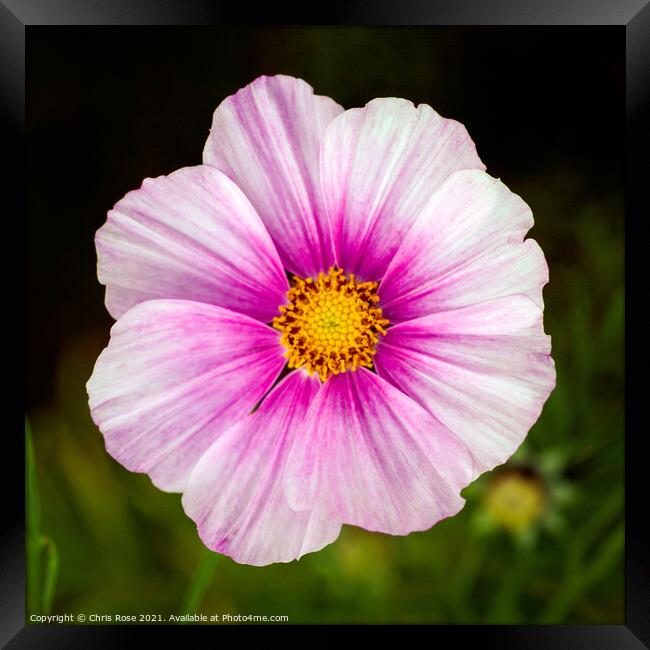 Pink cosmos Framed Print by Chris Rose