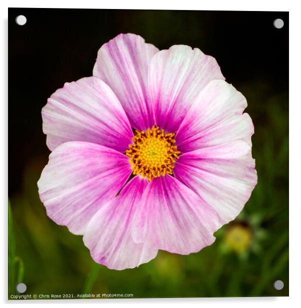 Pink cosmos Acrylic by Chris Rose