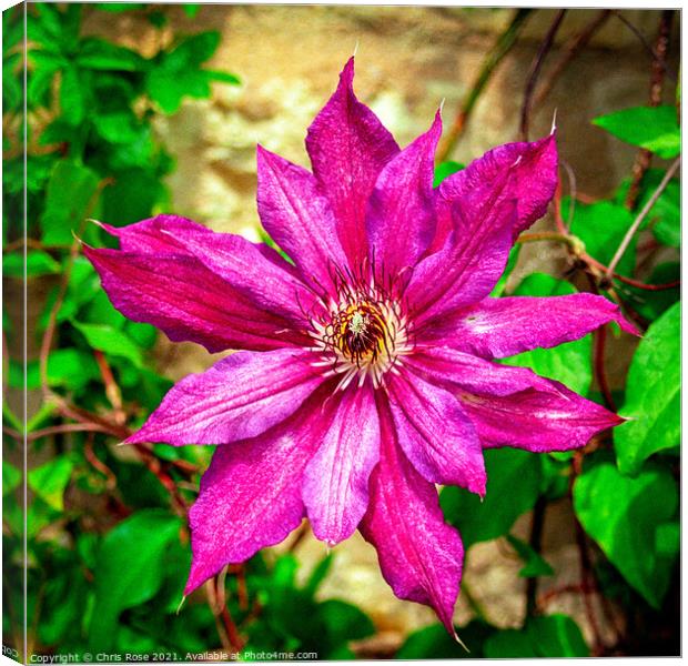 Purple Clematis Canvas Print by Chris Rose