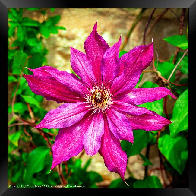 Purple Clematis Framed Print by Chris Rose