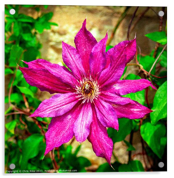 Purple Clematis Acrylic by Chris Rose