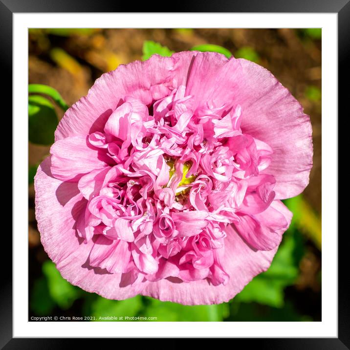 Peony flower Framed Mounted Print by Chris Rose