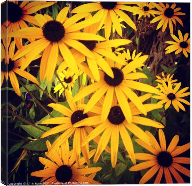 Yellow rudbeckia flowers close up Canvas Print by Chris Rose