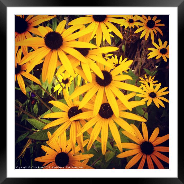Yellow rudbeckia flowers close up Framed Mounted Print by Chris Rose