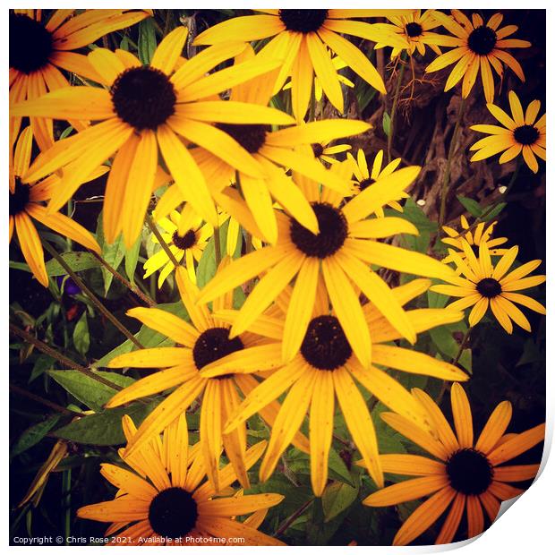 Yellow rudbeckia flowers close up Print by Chris Rose
