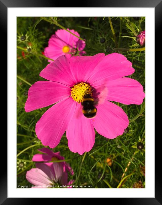 Pink Cosmos Framed Mounted Print by Chris Rose