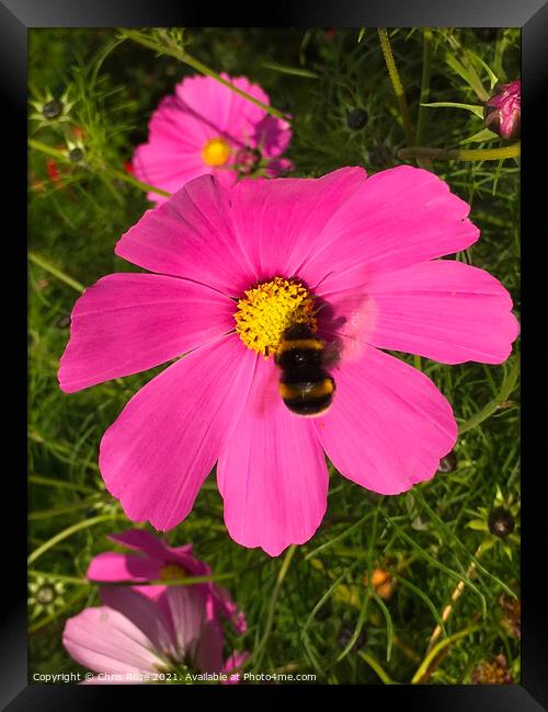 Pink Cosmos Framed Print by Chris Rose