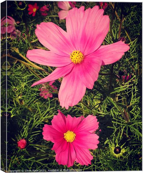 Pink Cosmos flowers Canvas Print by Chris Rose