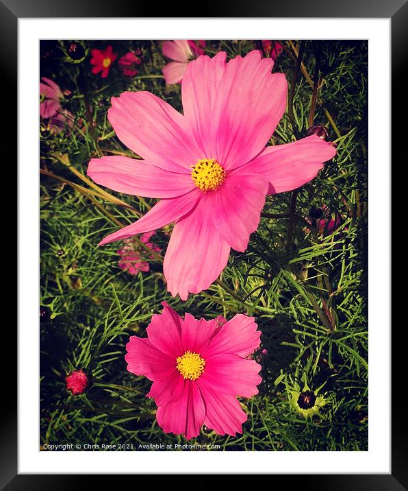Pink Cosmos flowers Framed Mounted Print by Chris Rose