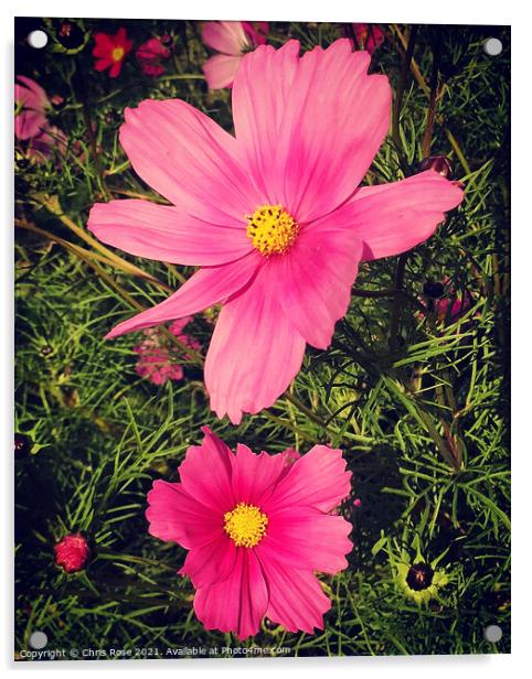 Pink Cosmos flowers Acrylic by Chris Rose