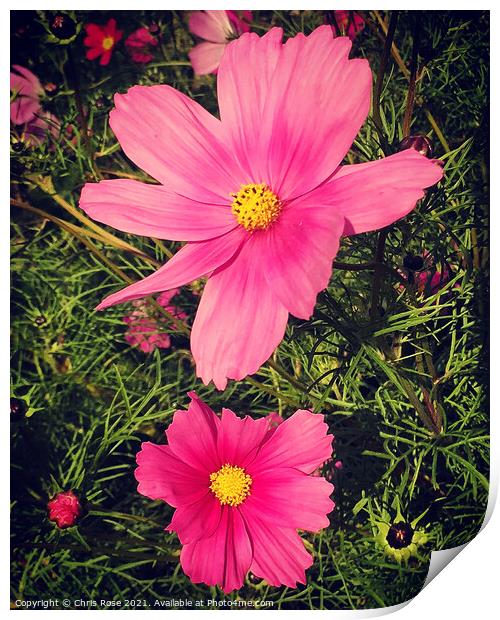 Pink Cosmos flowers Print by Chris Rose