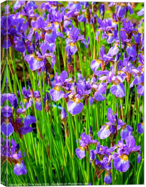 Mauve iris flowers Canvas Print by Chris Rose