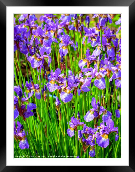 Mauve iris flowers Framed Mounted Print by Chris Rose