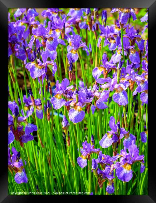 Mauve iris flowers Framed Print by Chris Rose