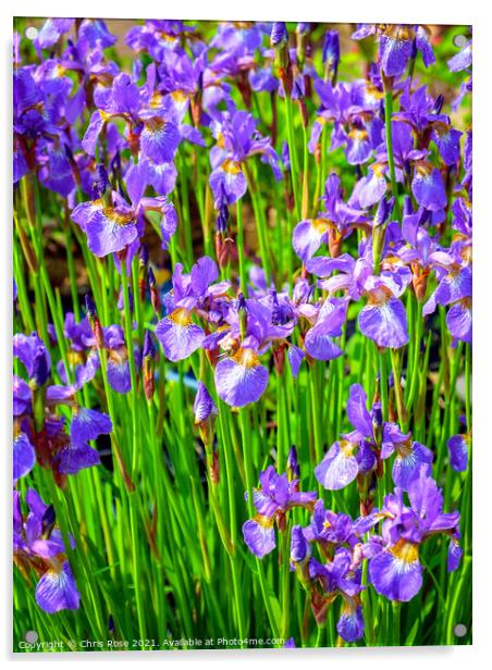 Mauve iris flowers Acrylic by Chris Rose