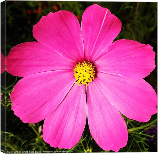 Pink cosmos flower Canvas Print by Chris Rose