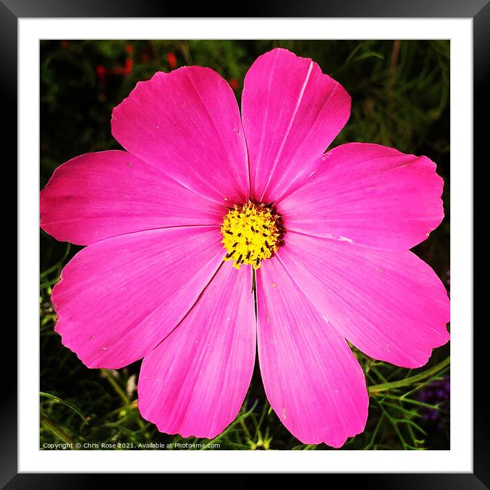Pink cosmos flower Framed Mounted Print by Chris Rose