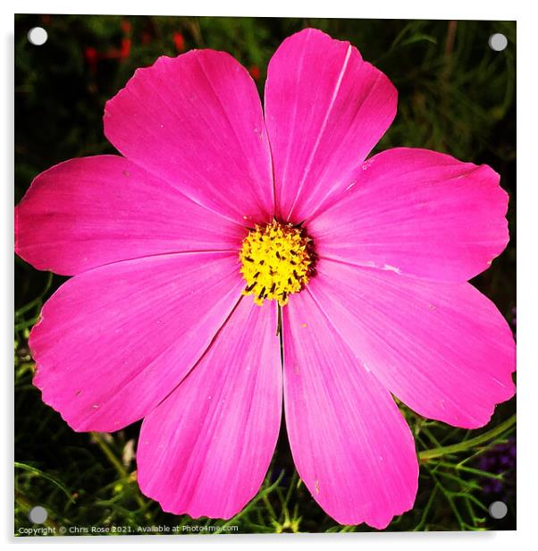 Pink cosmos flower Acrylic by Chris Rose