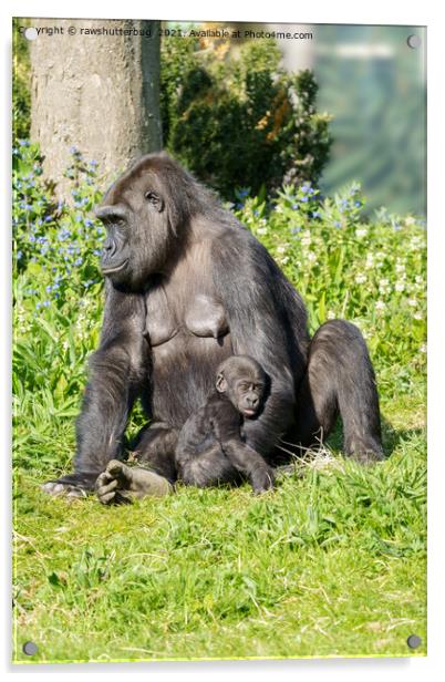 Gorilla Baby In Mother's Arm Acrylic by rawshutterbug 