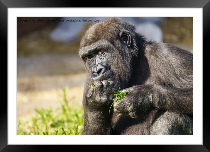Gorilla Youngster  Framed Mounted Print by rawshutterbug 