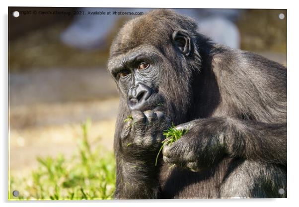 Gorilla Youngster  Acrylic by rawshutterbug 
