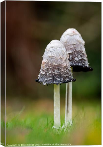 Shaggy Inkcap Mushroom with a diffused background Canvas Print by Dave Collins