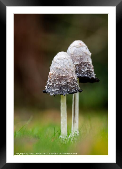 Shaggy Inkcap Mushroom with a diffused background Framed Mounted Print by Dave Collins