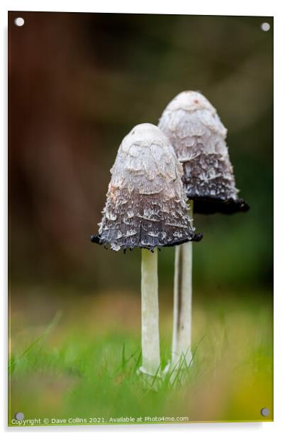 Shaggy Inkcap Mushroom with a diffused background Acrylic by Dave Collins
