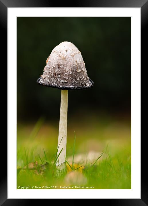 Shaggy Inkcap Mushroom with a diffused background Framed Mounted Print by Dave Collins