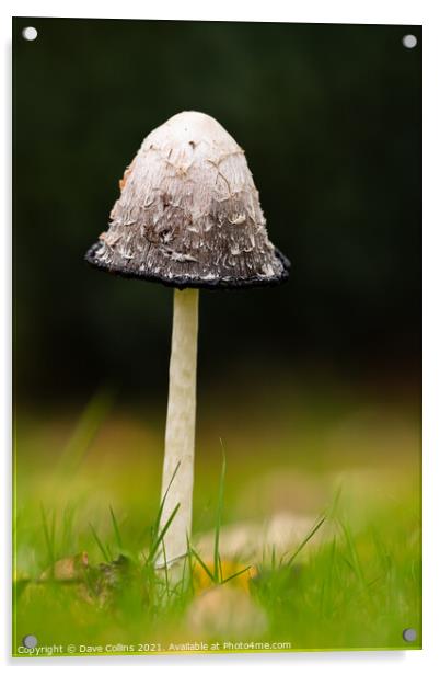 Shaggy Inkcap Mushroom with a diffused background Acrylic by Dave Collins