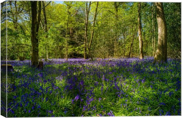 The Bluebell Woods Canvas Print by Gerry Walden LRPS