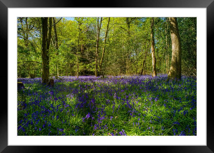 The Bluebell Woods Framed Mounted Print by Gerry Walden LRPS