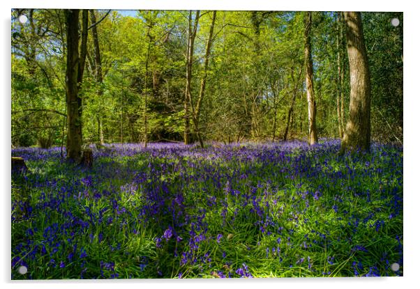 The Bluebell Woods Acrylic by Gerry Walden LRPS